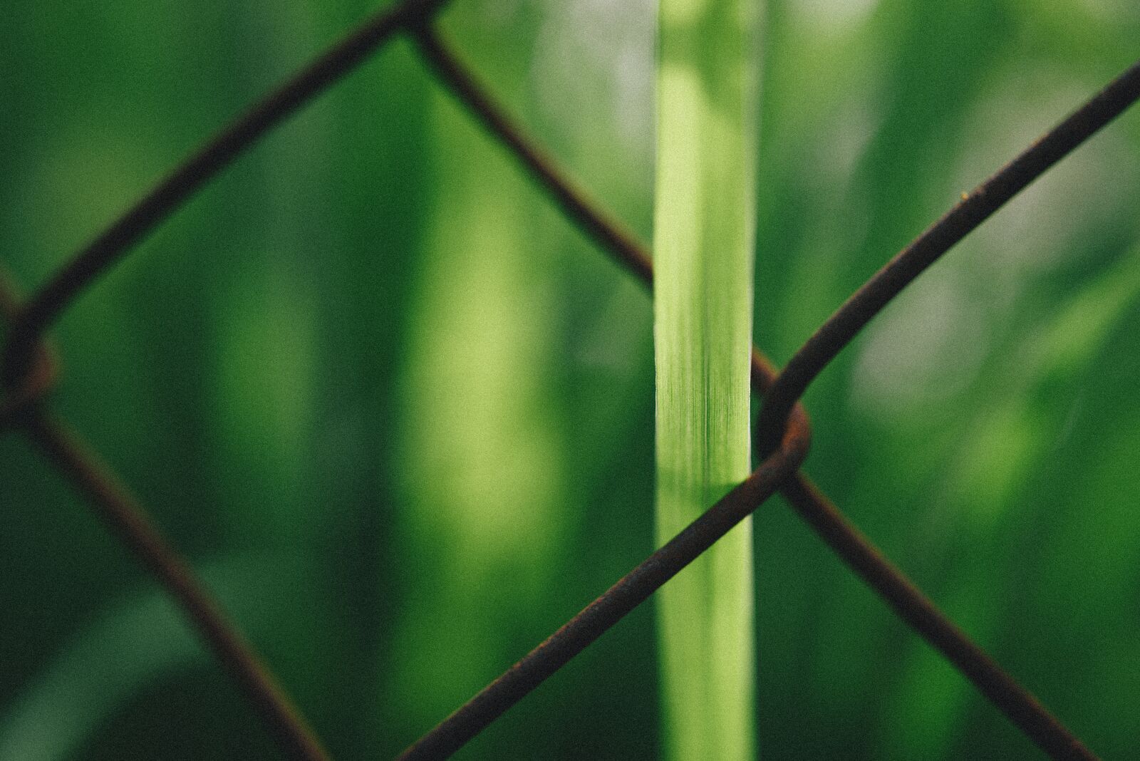 Nikon D750 sample photo. Inspired, creation, wallpaper photography