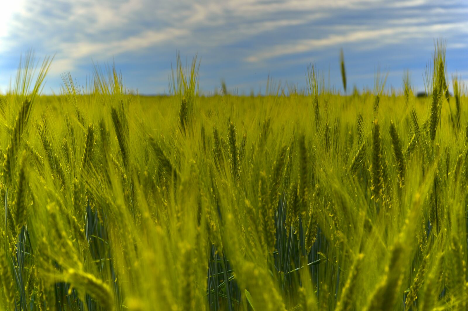 Nikon D3200 sample photo. Rye, rye field, cereals photography