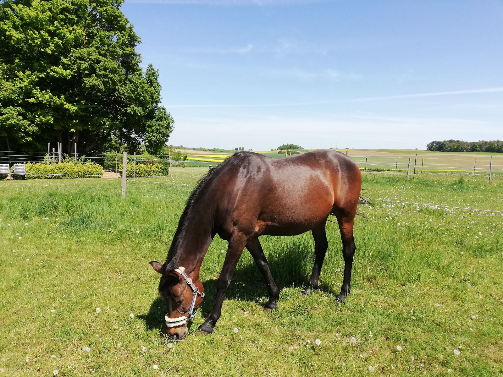 HUAWEI P20 lite sample photo. Horse, coupling, pony photography