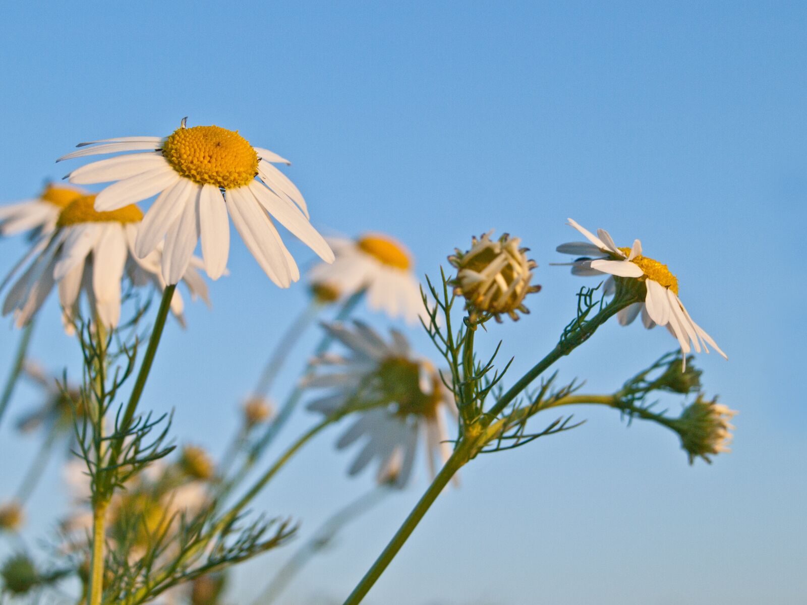 Olympus E-420 (EVOLT E-420) sample photo. Genuine chamomile, nature, herb photography