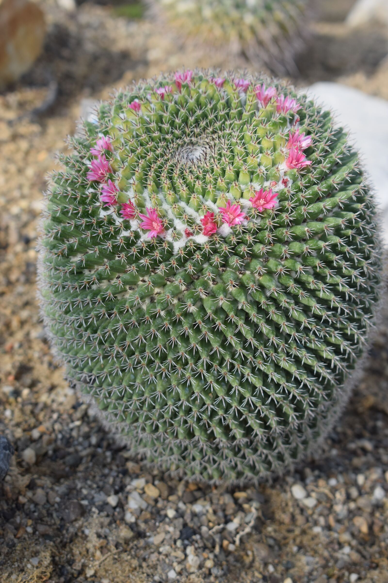 Nikon D3300 sample photo. Cactus, flora, green photography