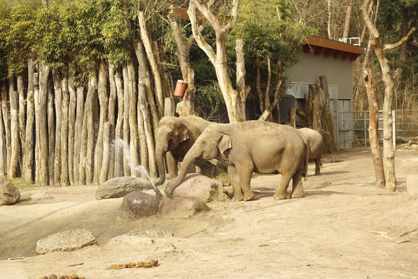 Canon EOS 600D (Rebel EOS T3i / EOS Kiss X5) + Canon EF 50mm F1.8 II sample photo. Elephant, water, play photography
