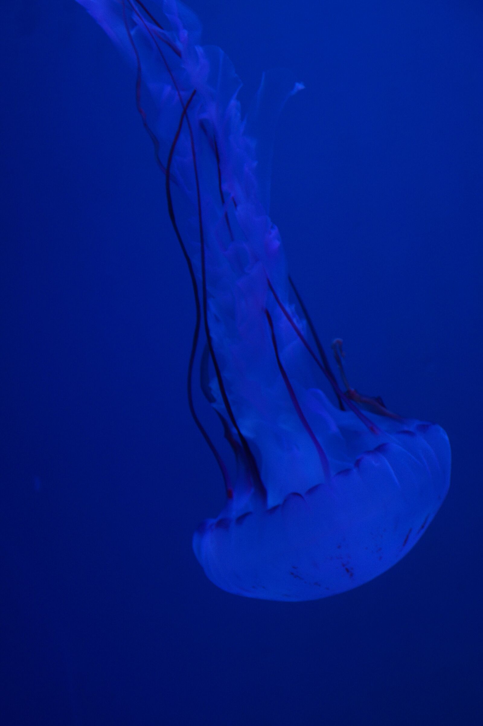 Sony SLT-A58 sample photo. Jellyfish, mollusk, fluorescent photography