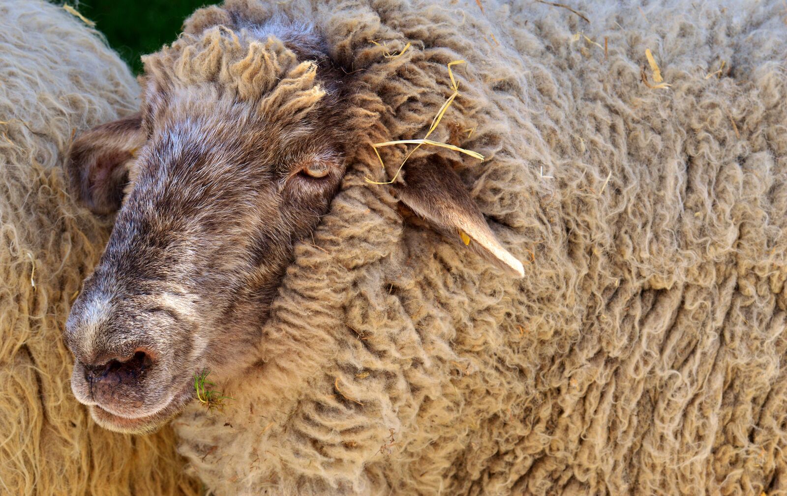 Nikon D3200 sample photo. Sheep, wool, animal photography