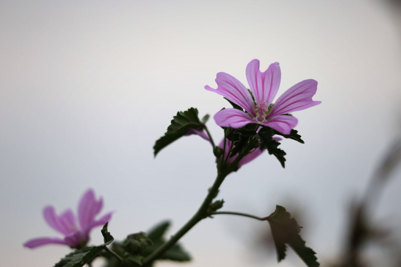 Canon EF 70-300 F4-5.6 IS II USM sample photo. Common mallow, malva sylvestris photography