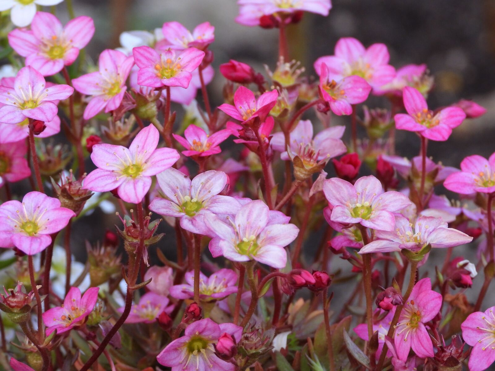 Nikon Coolpix P1000 sample photo. Flowers, pink, perennial photography