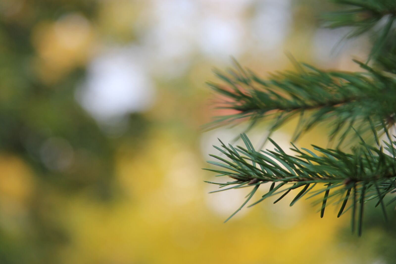 Canon EOS 550D (EOS Rebel T2i / EOS Kiss X4) sample photo. Nature, no one, tree photography