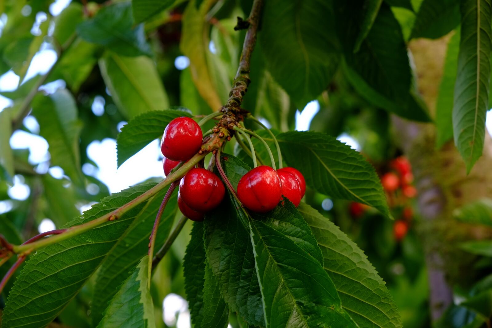 Fujifilm X-E1 sample photo. Cherries, sweet cherries, red photography
