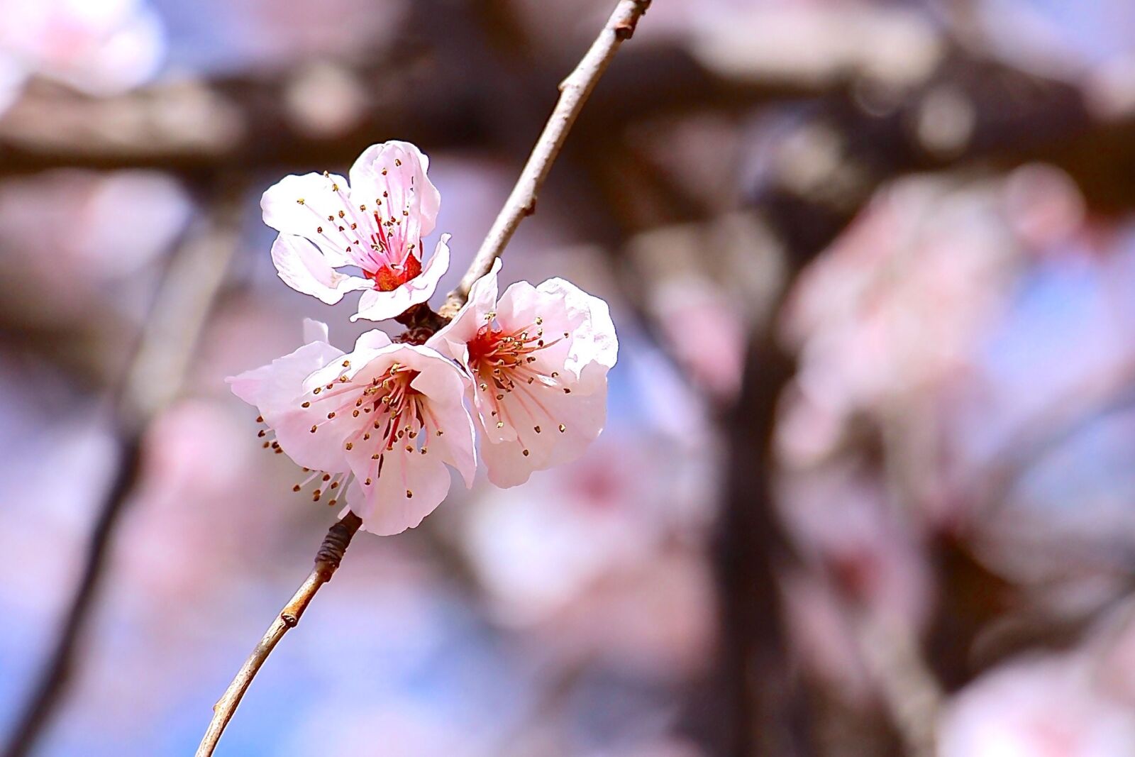 Canon EOS 700D (EOS Rebel T5i / EOS Kiss X7i) sample photo. Spring, sakura, blossom photography