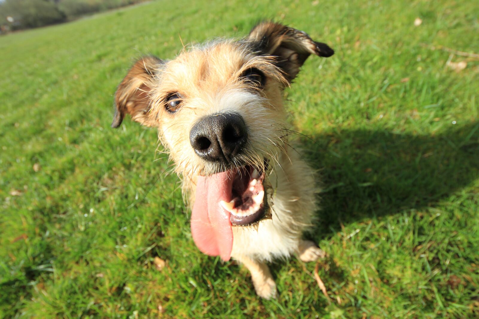 Canon EOS 7D sample photo. Dog, funny, tongue photography
