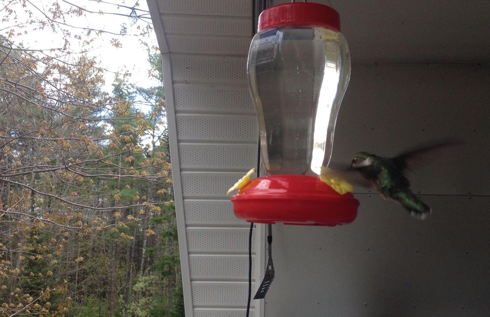 iPhone 4S back camera 4.28mm f/2.4 sample photo. Canada, hummingbird, nature, nova photography