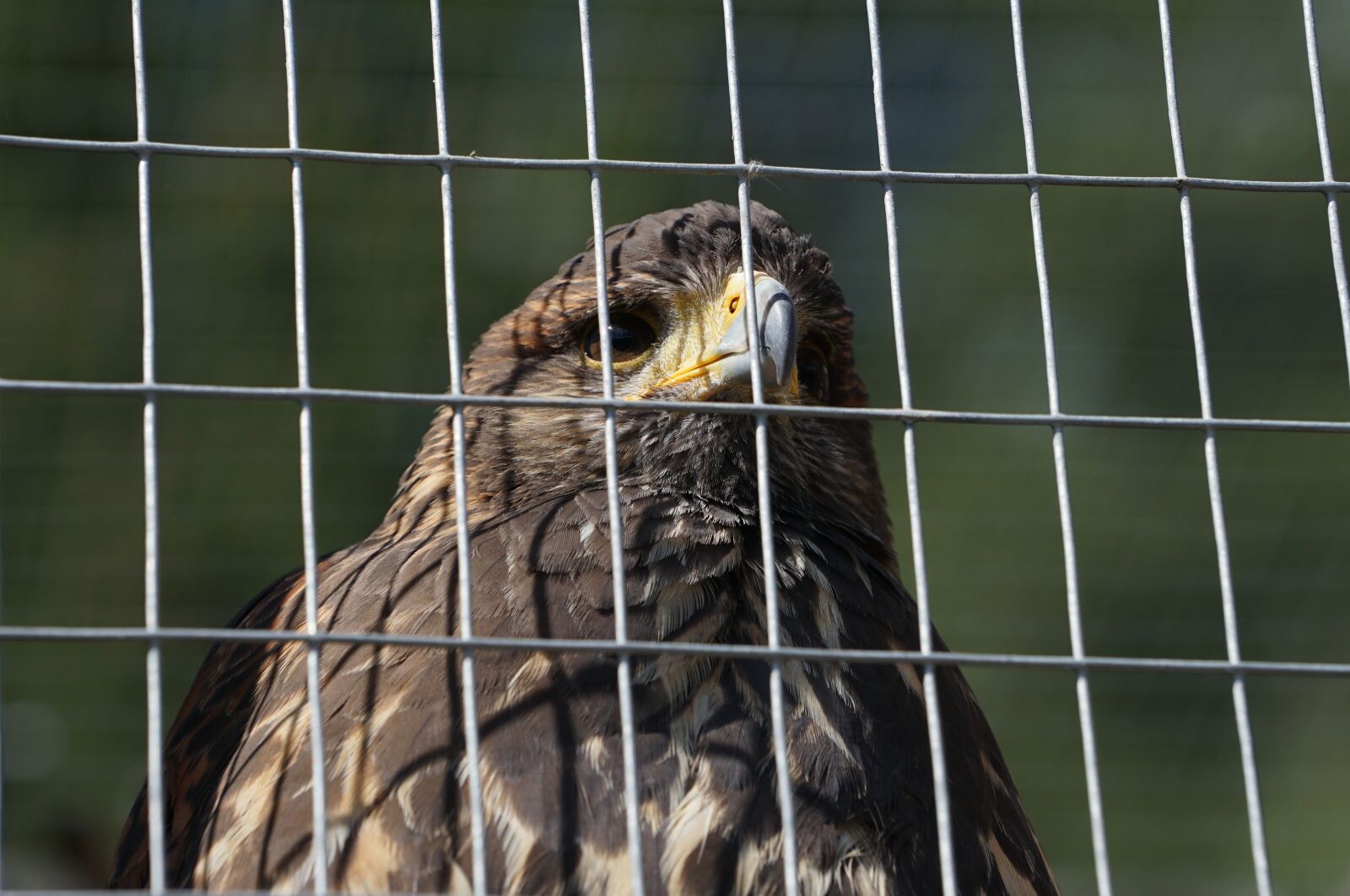 Sony a7 II + Sony FE 70-200mm F4 G OSS sample photo. Bird of prey, mautern photography
