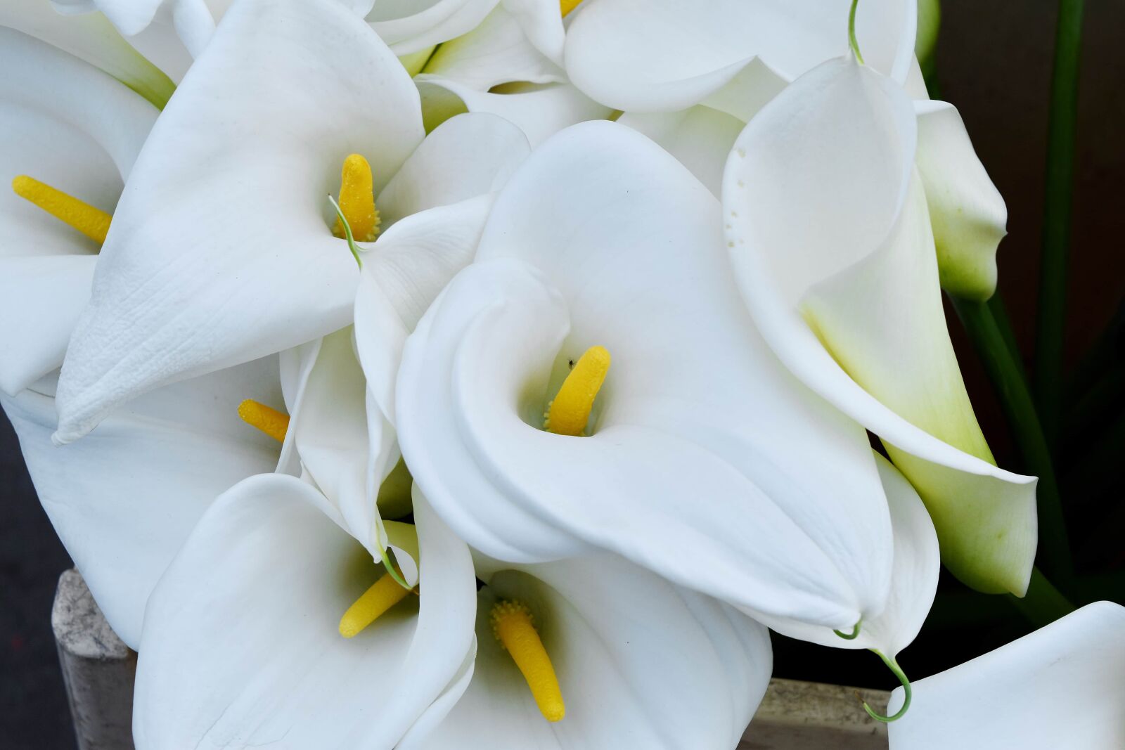 Nikon D5500 sample photo. Pistil, pollen, white, flower photography