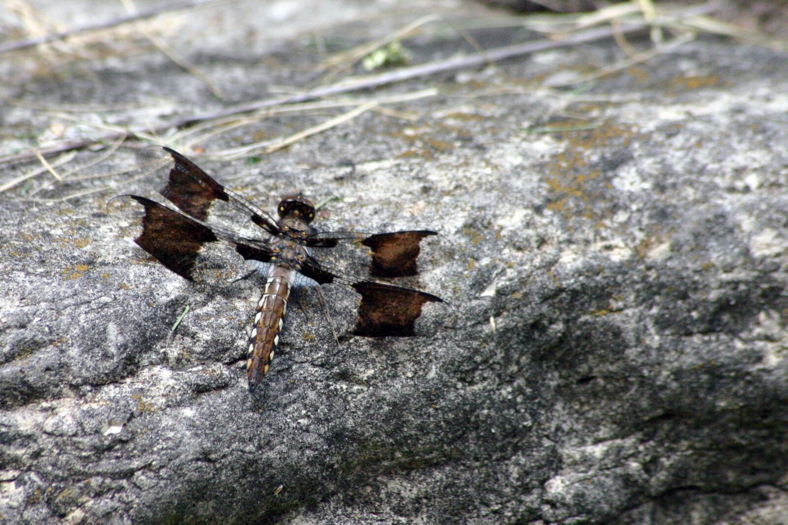 Canon EOS 300D (EOS Digital Rebel / EOS Kiss Digital) sample photo. Dragonfly, summer, sun photography