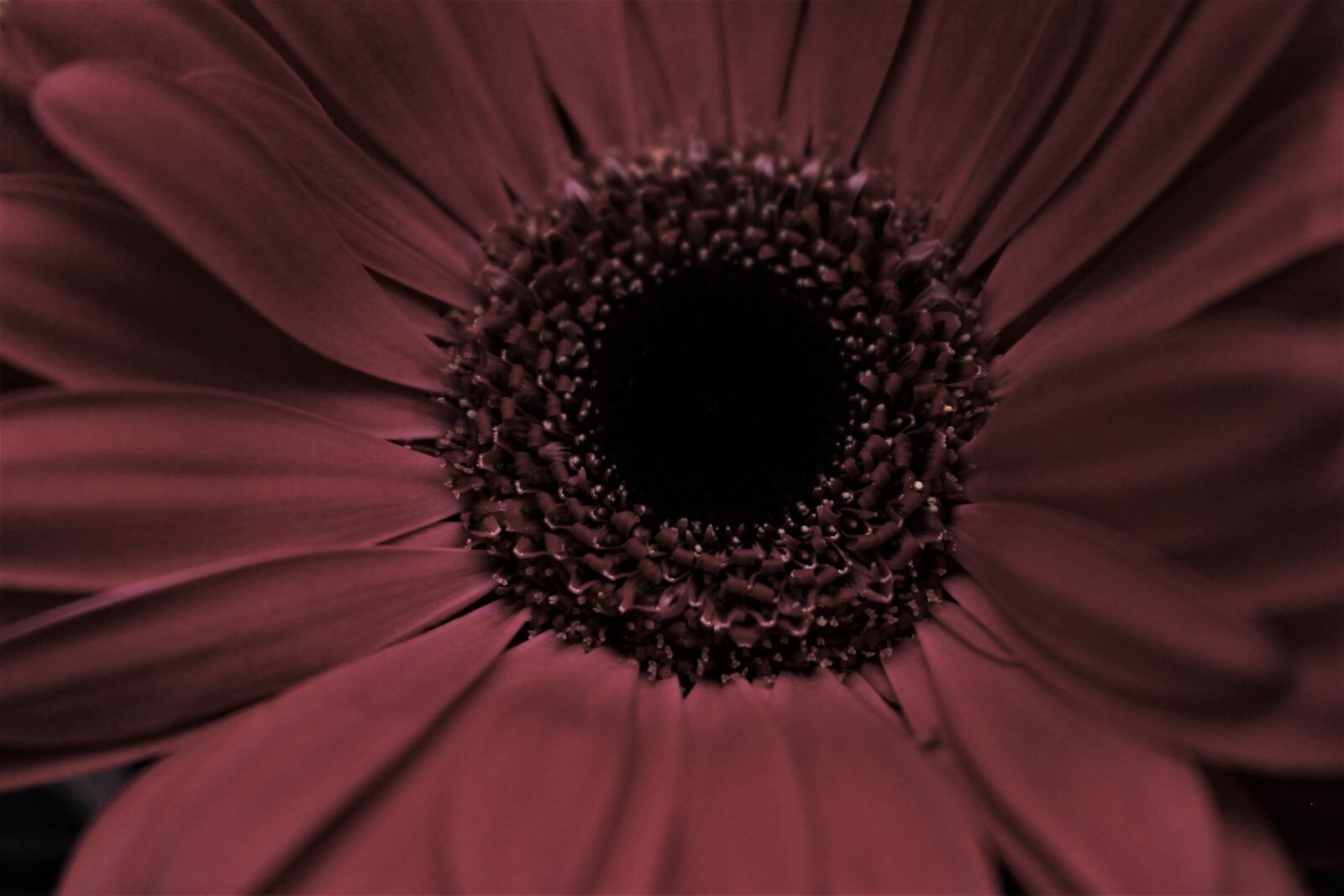 Canon EOS 100D (EOS Rebel SL1 / EOS Kiss X7) sample photo. Sunflower, maroon, petals photography