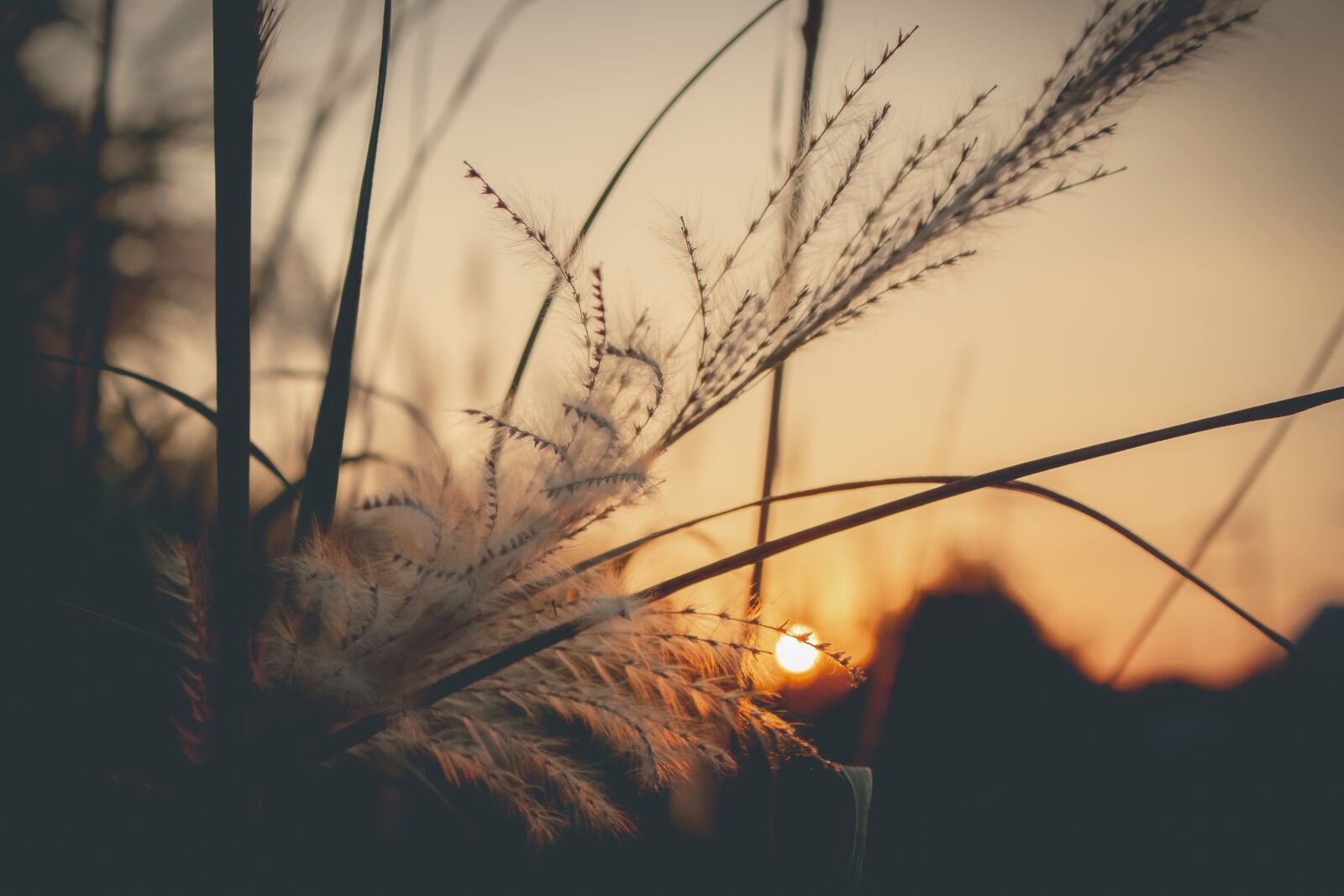 Canon EOS 700D (EOS Rebel T5i / EOS Kiss X7i) sample photo. Sky, west, grass photography
