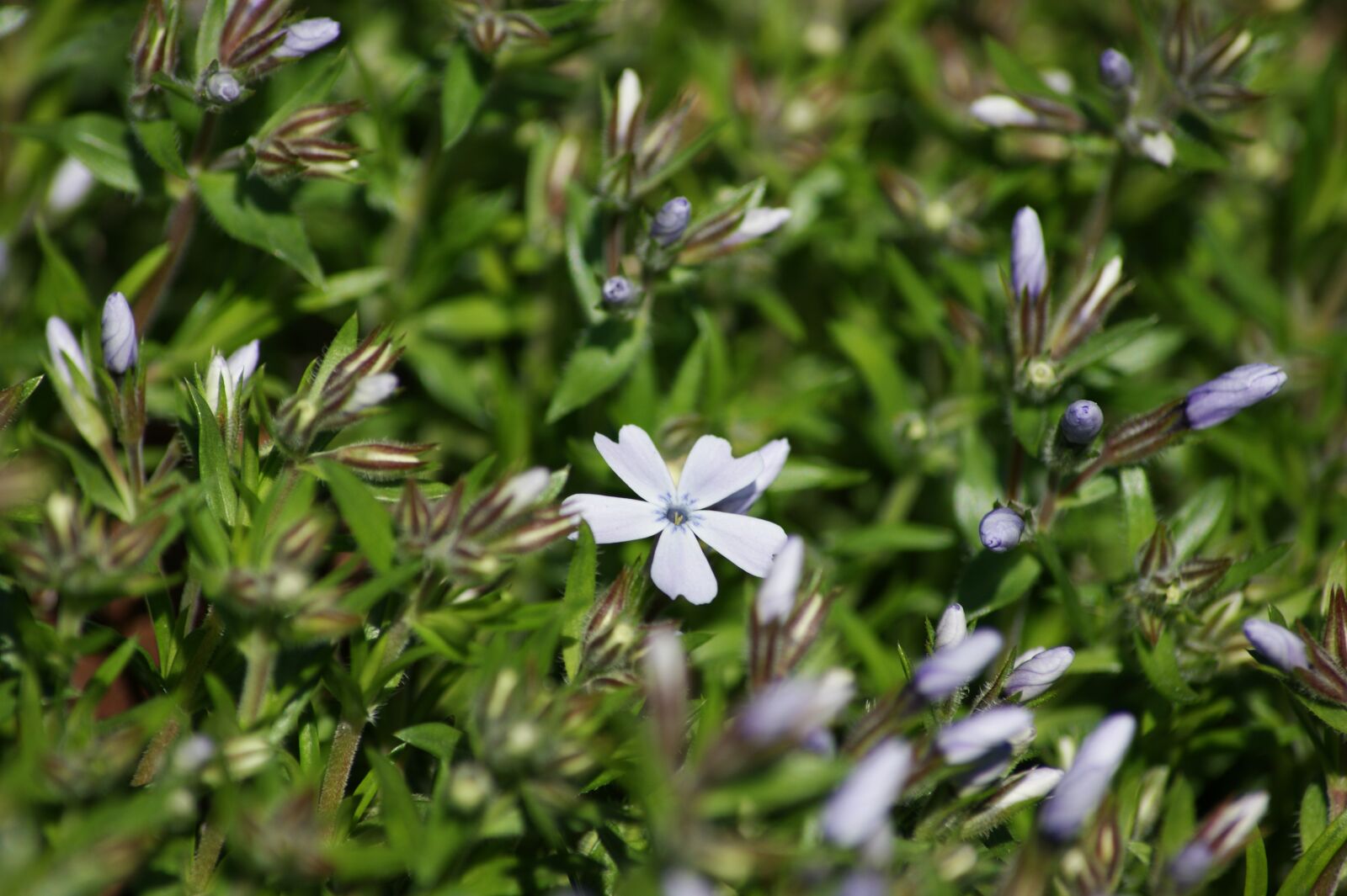 Sony Alpha DSLR-A350 sample photo. Phlox, purple, white photography