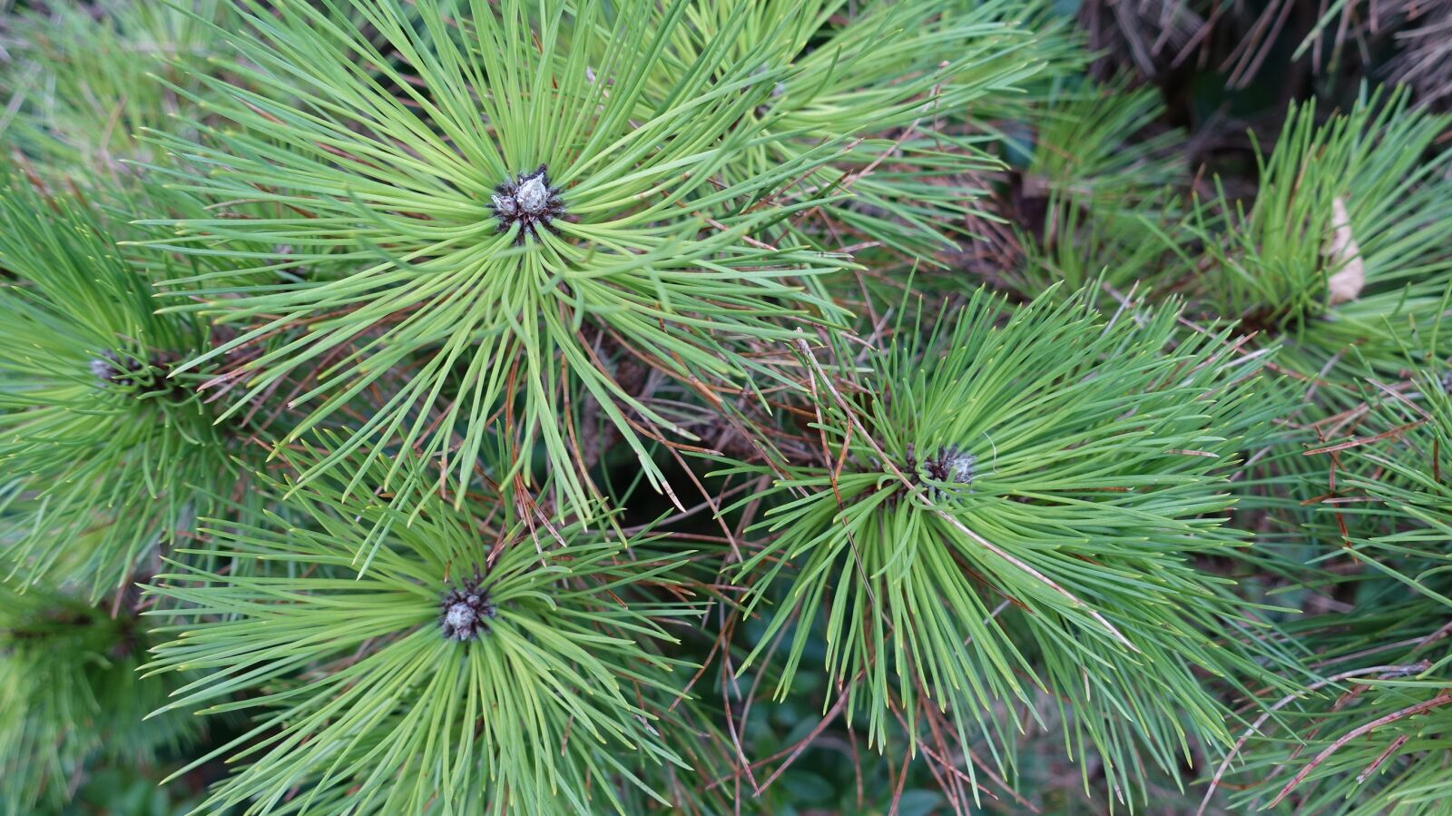 Sony Cyber-shot DSC-RX100 IV sample photo. Black pine, pine needles photography