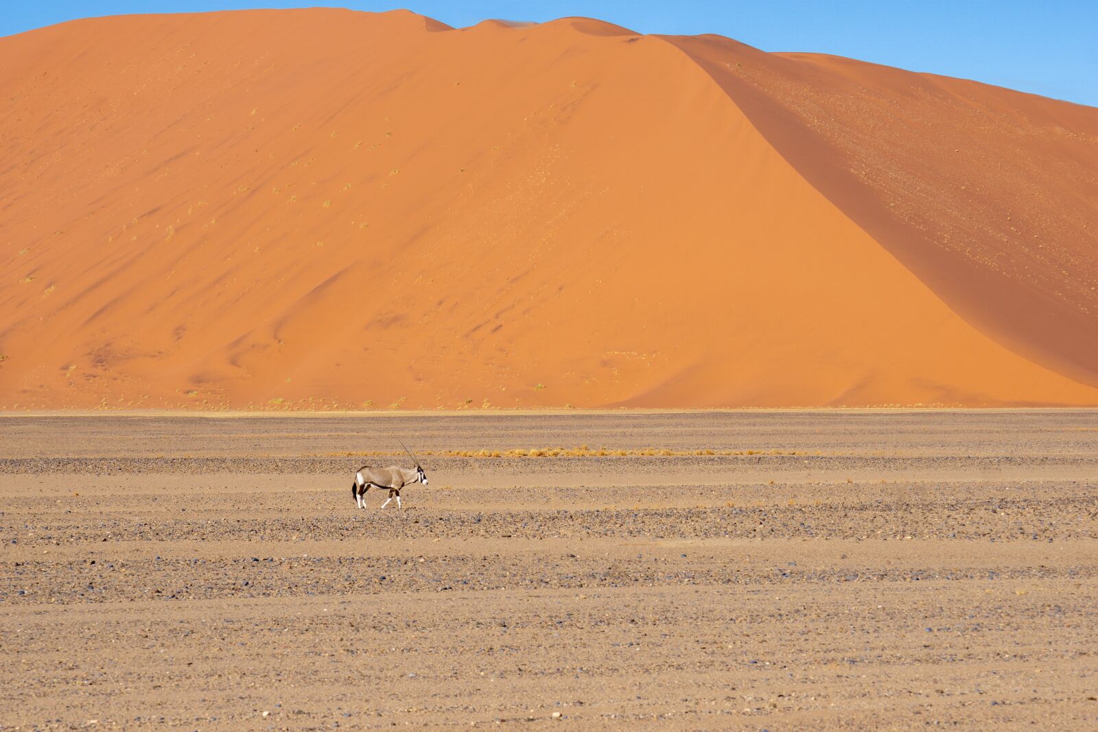 Sony FE 70-300mm F4.5-5.6 G OSS sample photo. Desert, dunes, animal photography
