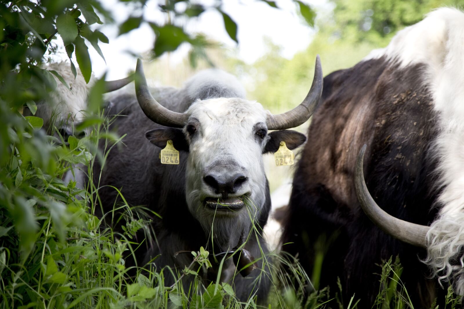 Canon EOS 6D sample photo. Yak, calf, beef photography