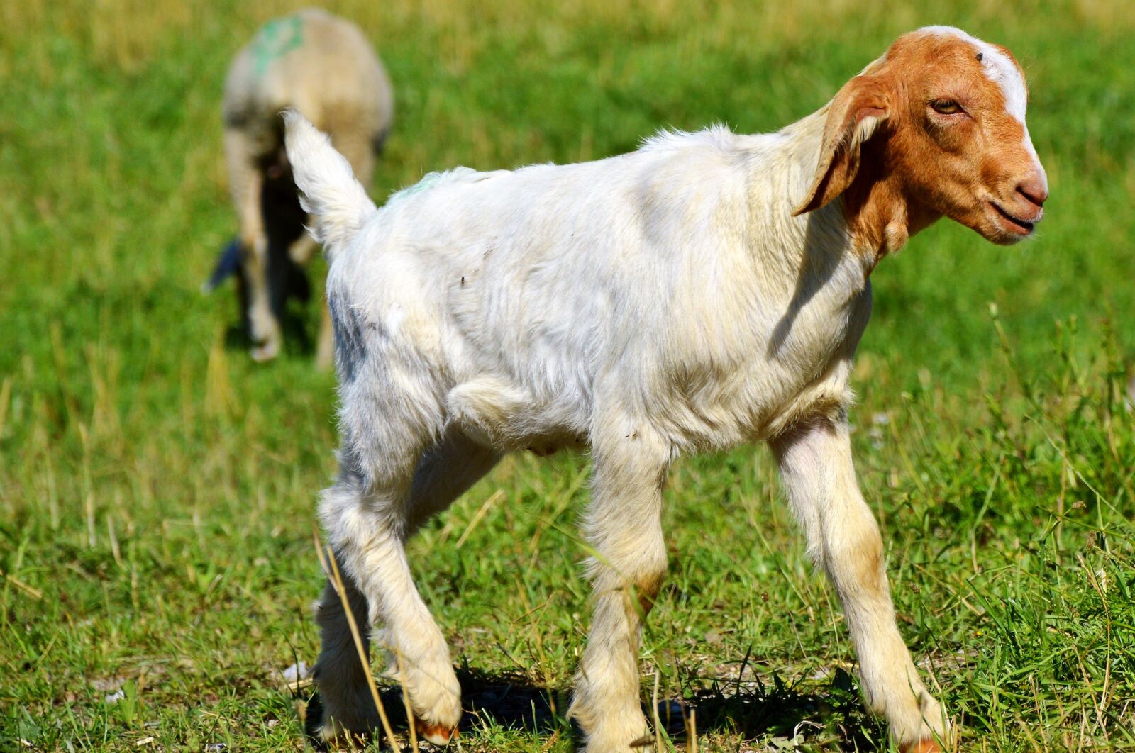 Nikon D3200 sample photo. Goat, prima donna, geiss photography
