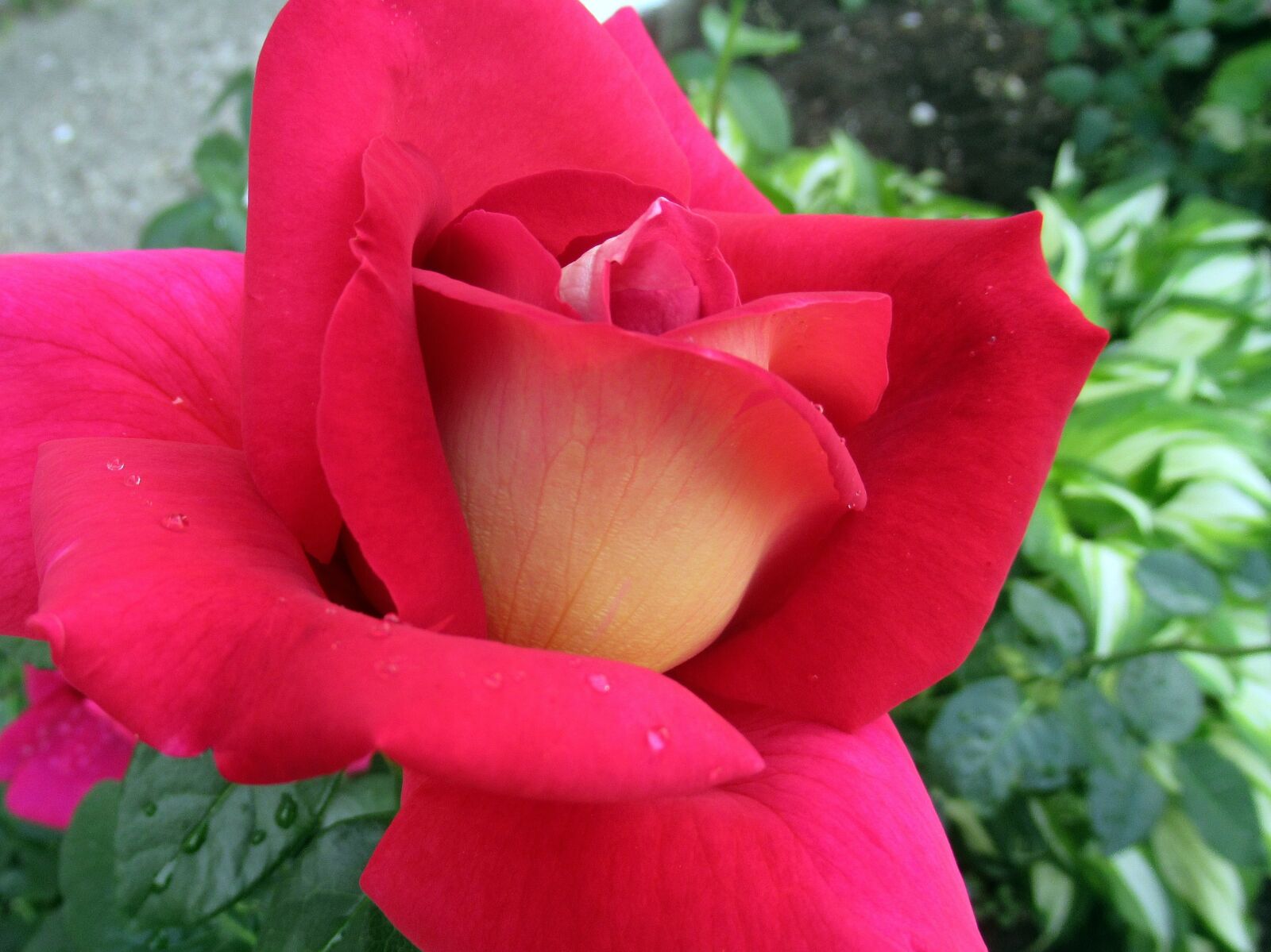 Canon PowerShot SX620 HS sample photo. Rose, garden, flower photography