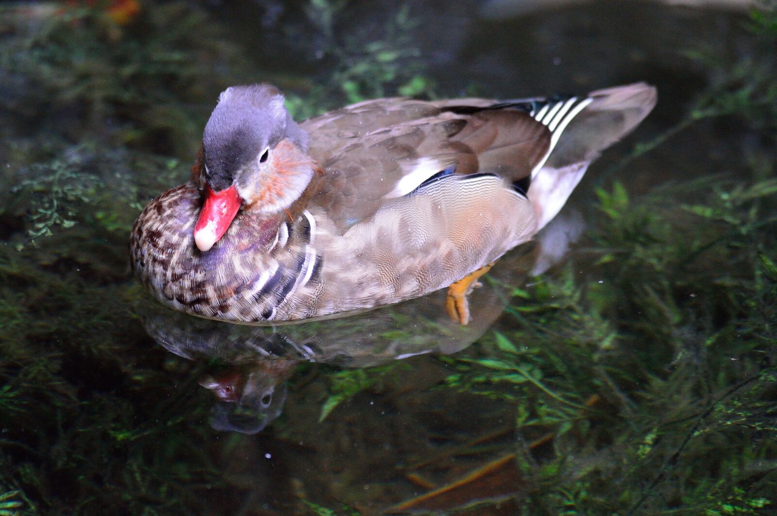 Nikon D3200 sample photo. Mandarin duck, exotic, bird photography