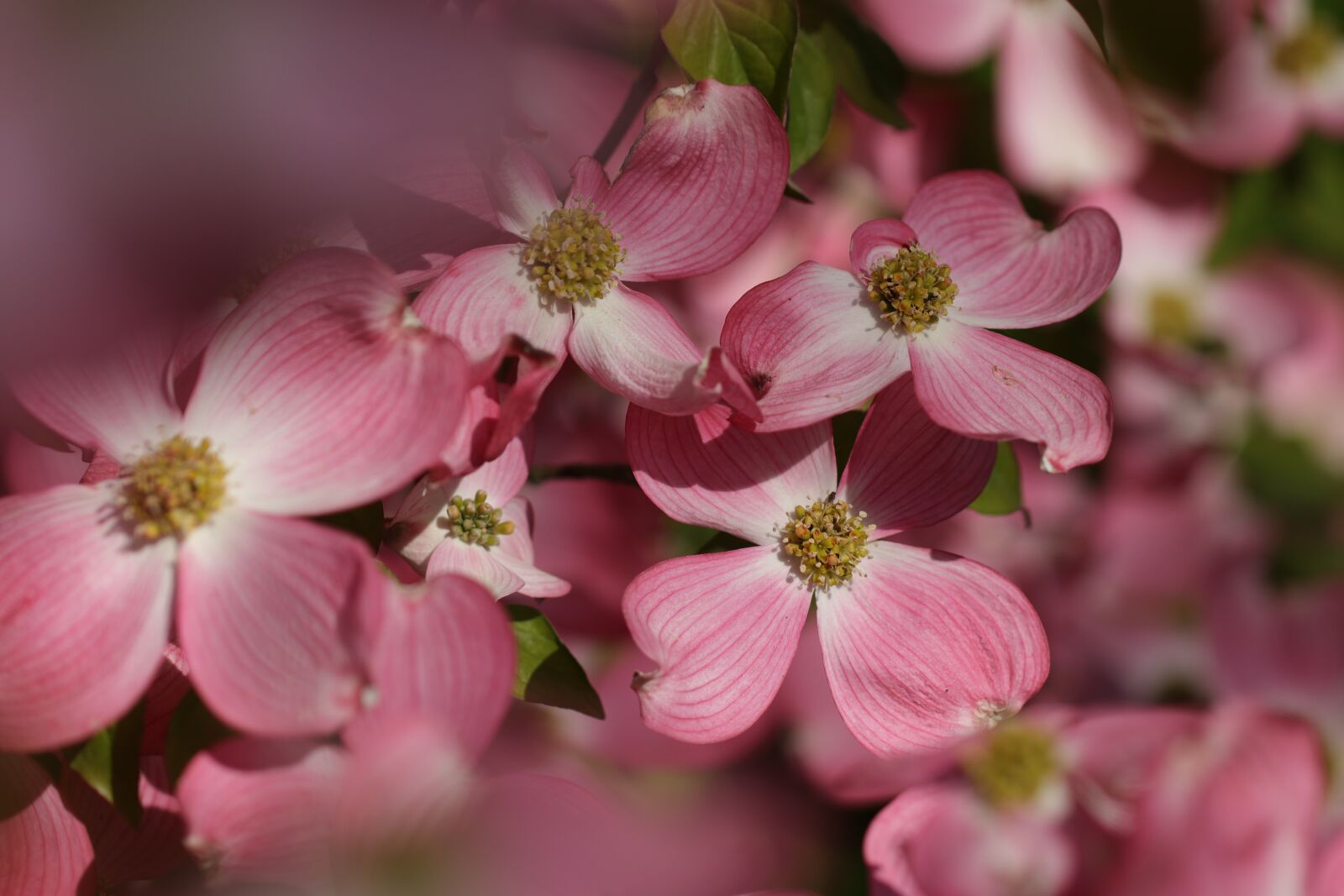 Canon EF 100mm F2.8L Macro IS USM sample photo. Flower, flowers, pink photography