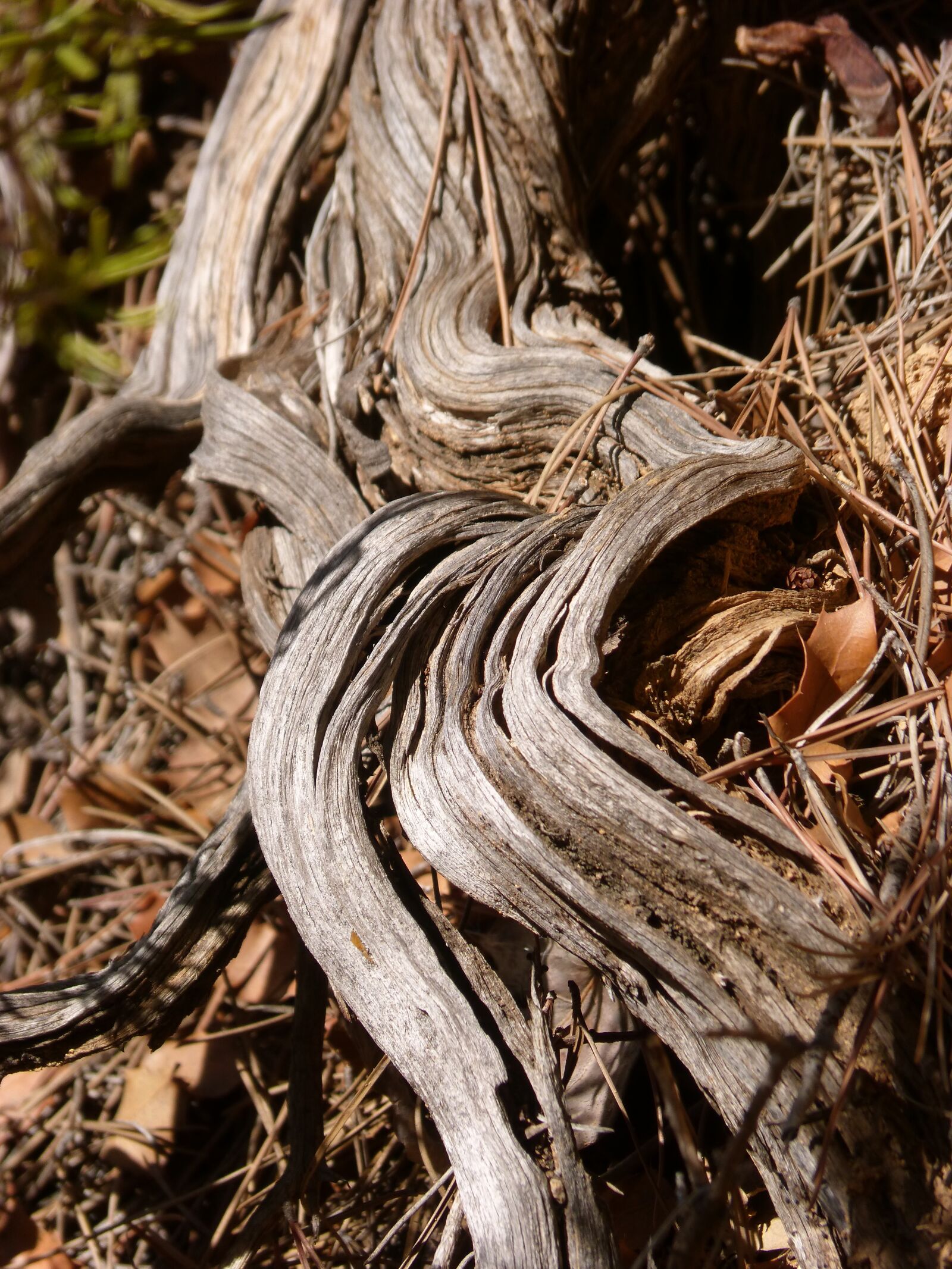 Panasonic DMC-FZ62 sample photo. Trunk, stem, wood photography