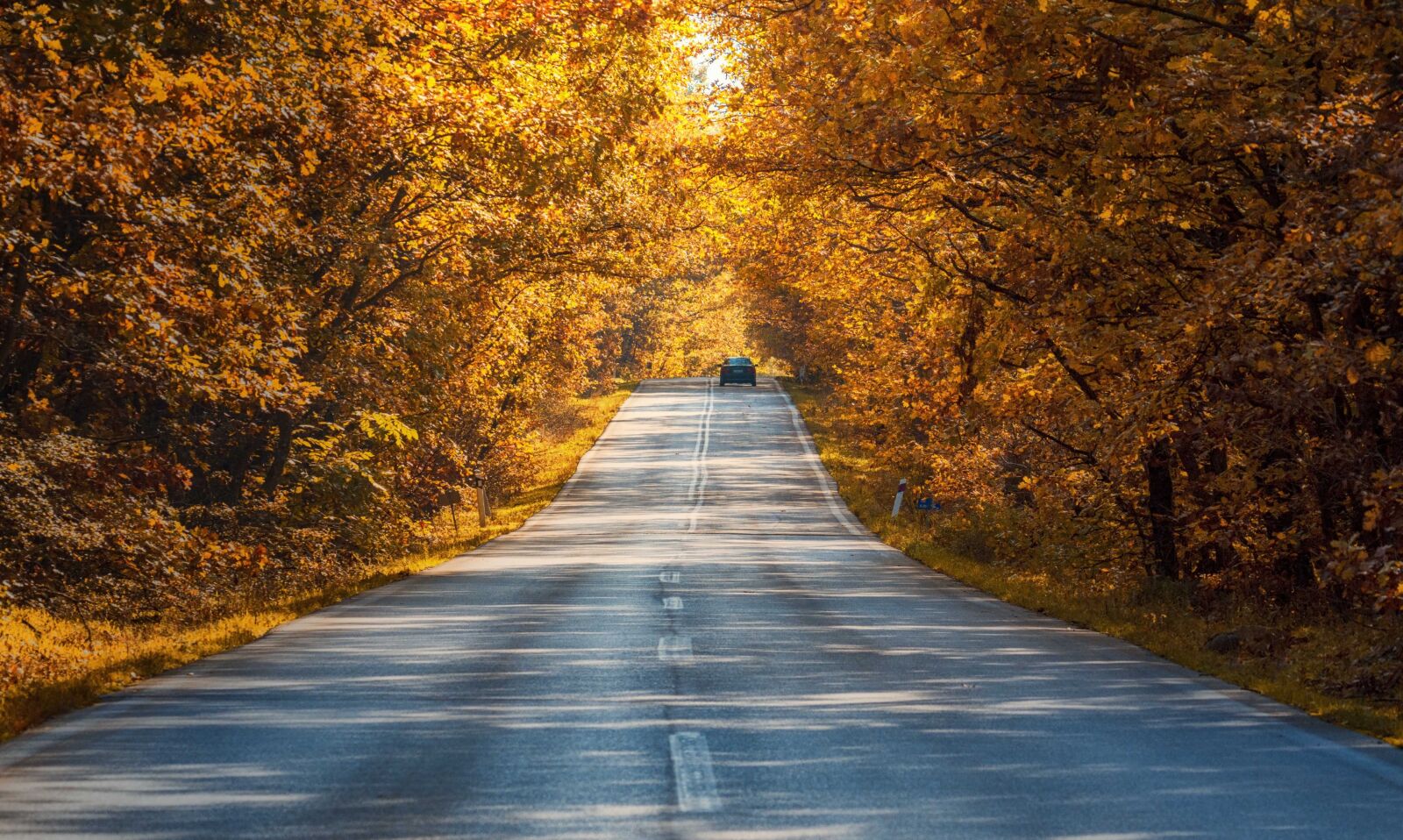 Nikon D7200 sample photo. Road, autumn, trees photography