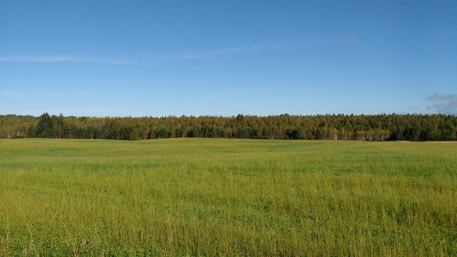 Motorola MotoG3 sample photo. Relva, árvores, céu photography