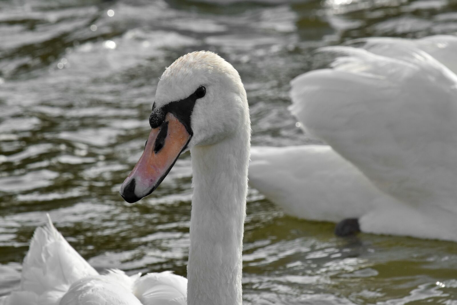 Nikon D5500 sample photo. Bird, aquatic bird, beak photography