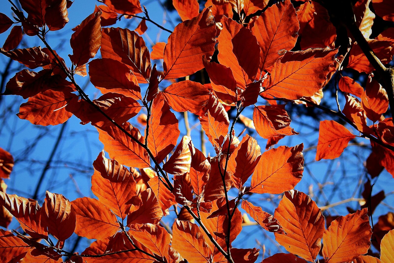 Nikon Coolpix P900 sample photo. Foliage, autumn, colorful photography