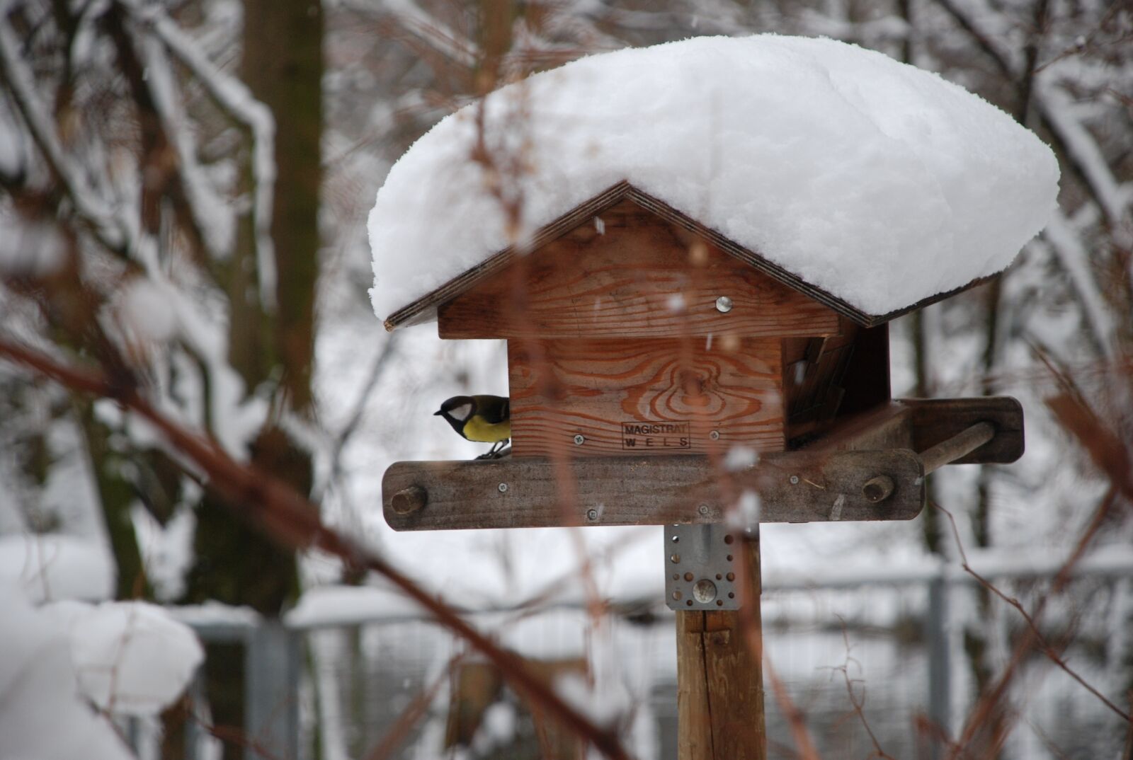 Nikon D80 sample photo. Winter, snow, aviary photography