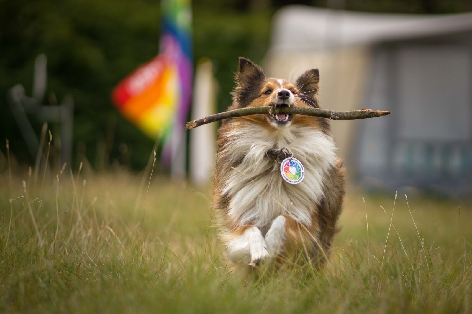 Sony a7R III sample photo. Dog, nature, animal photography
