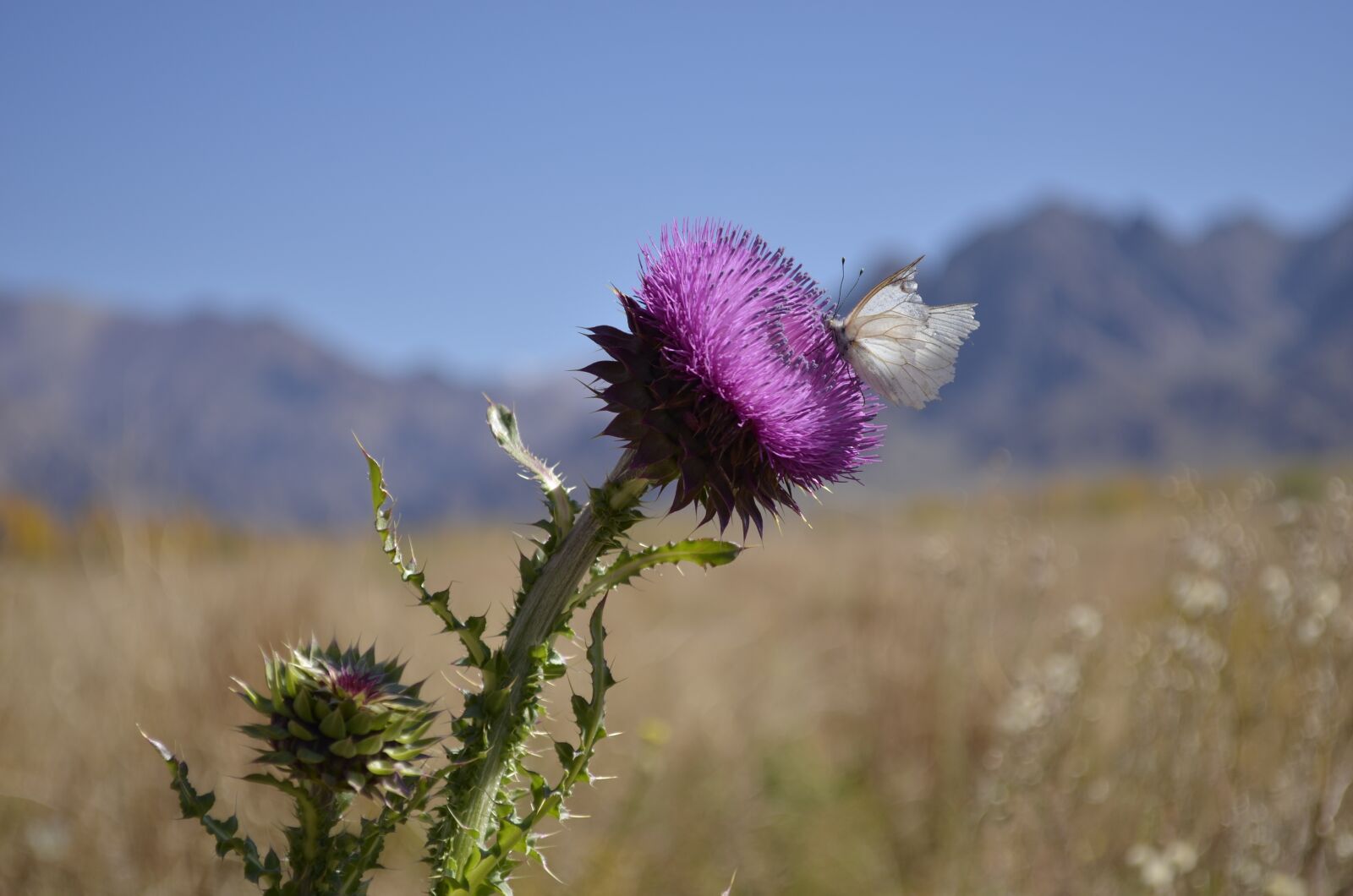 Nikon D5100 sample photo. Mendoza, flor, uspallata photography