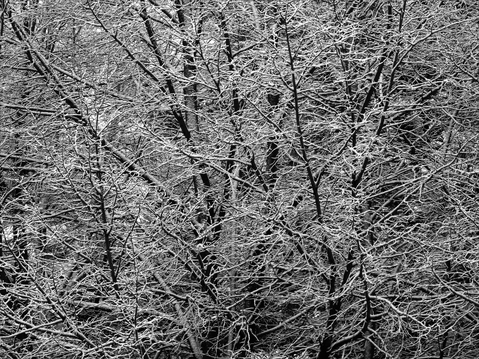 Nikon Coolpix P900 sample photo. Tree, ice, cold photography