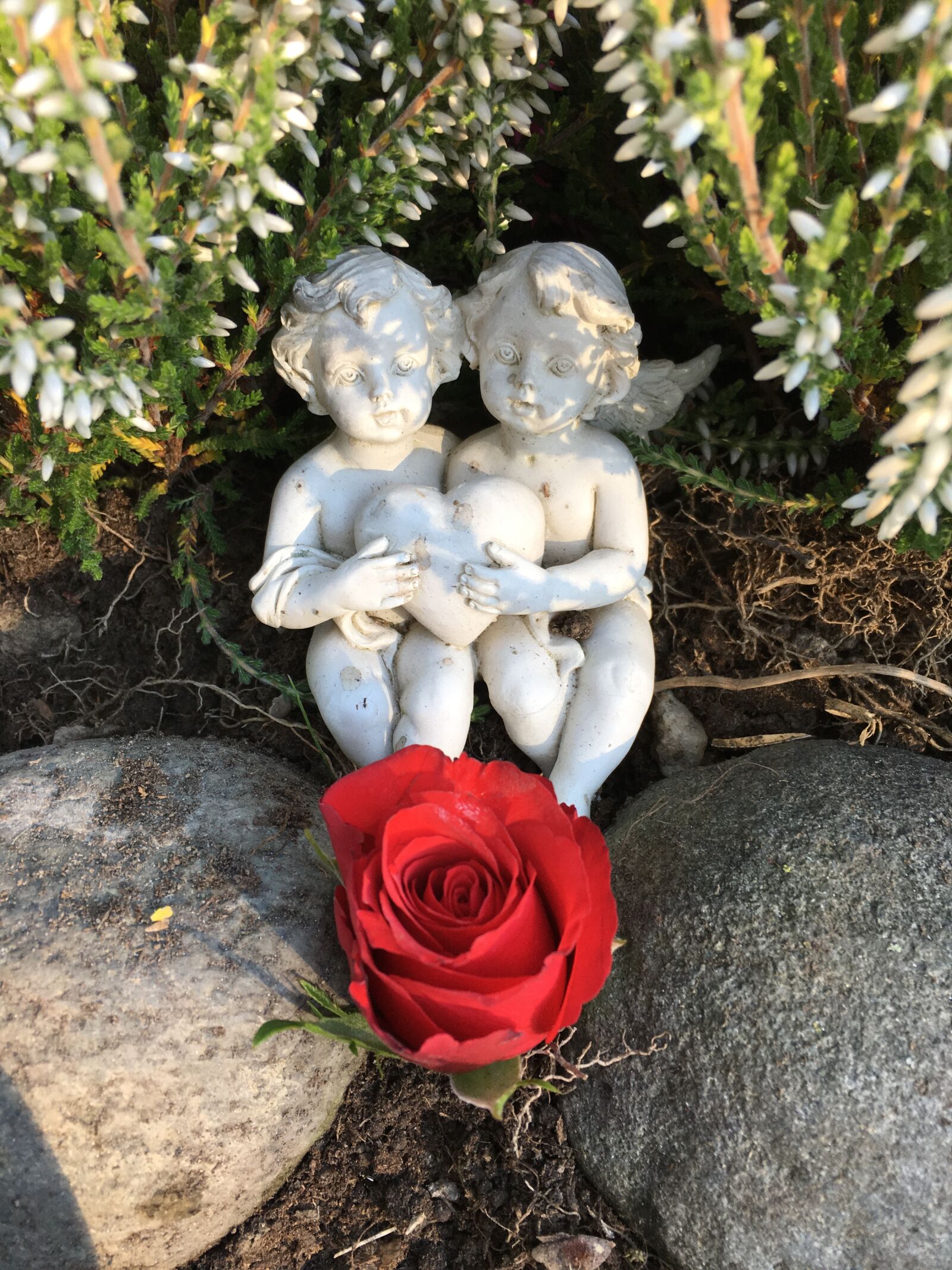 Apple iPhone 6s Plus sample photo. Angels, white, rose photography