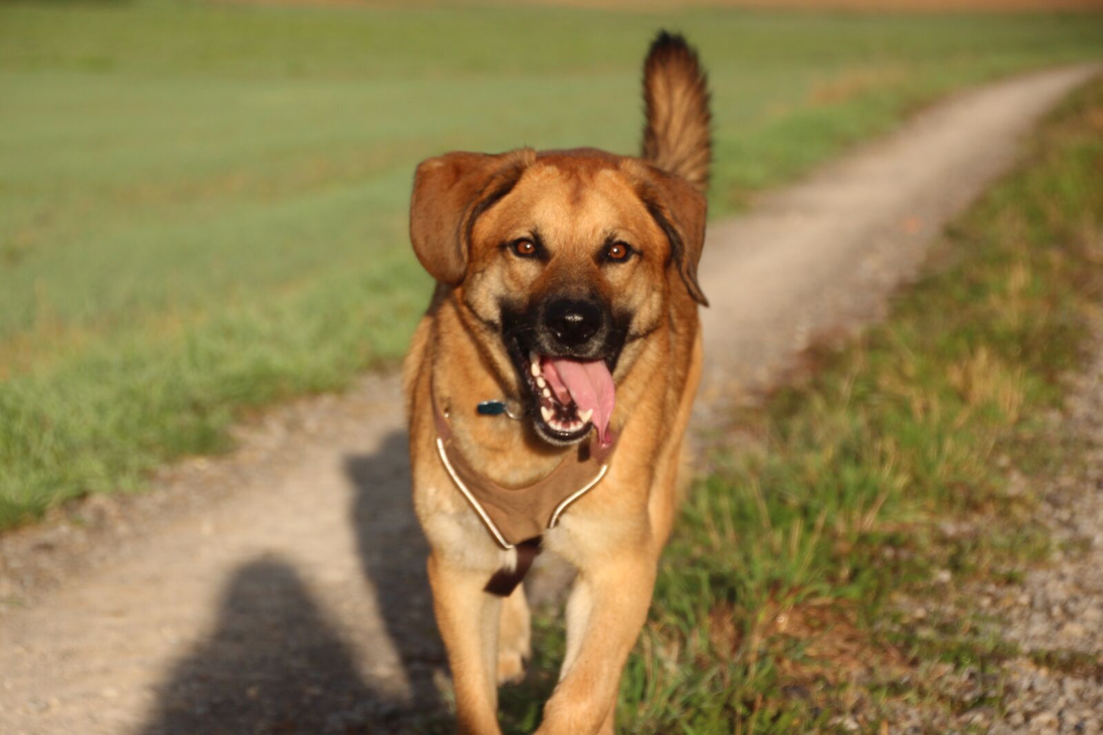 Canon EOS 700D (EOS Rebel T5i / EOS Kiss X7i) sample photo. Dog, happy, spout photography