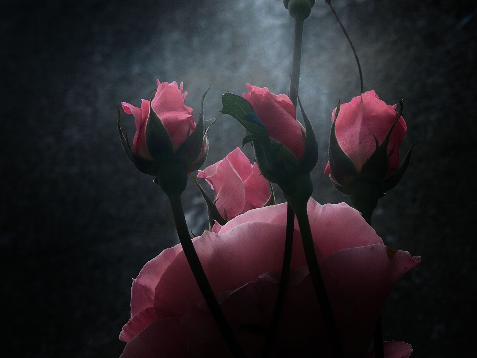 Olympus SZ-15,DZ-100 sample photo. Flower, flowers, pink photography