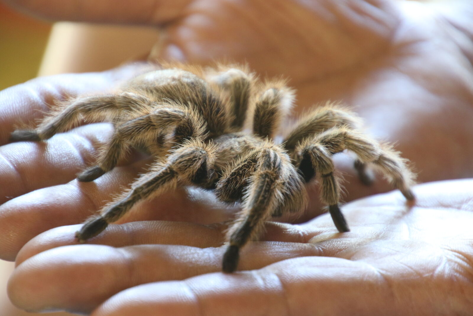 Canon EOS 7D Mark II sample photo. Animal, eight, feel, hairy photography