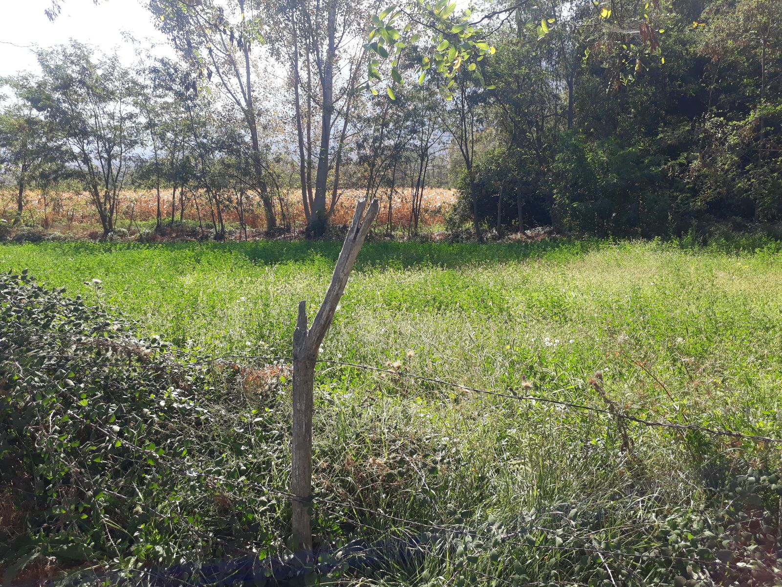 Samsung Galaxy J7 Prime sample photo. Naturaleza, campo, parcela photography