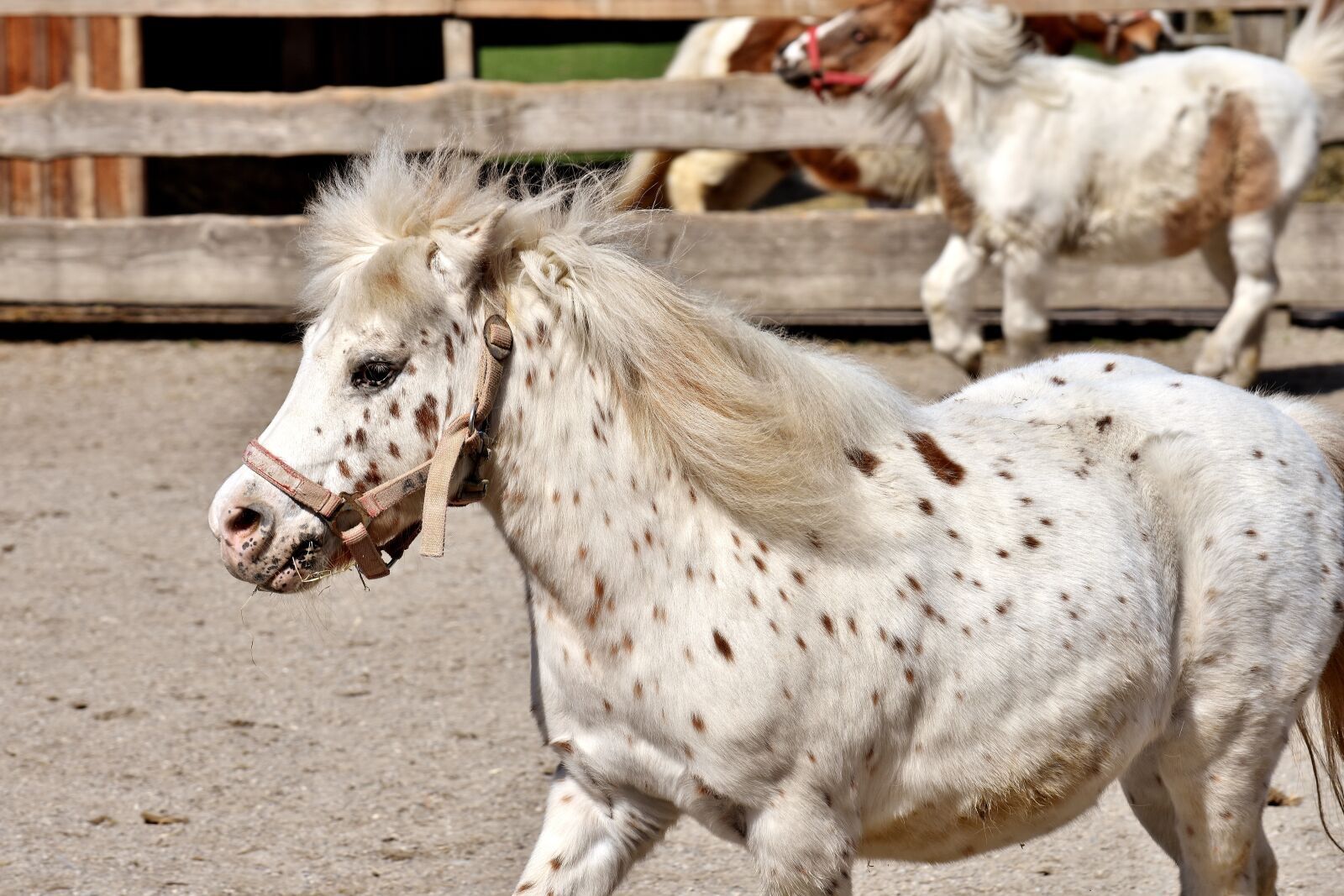 Nikon D7200 sample photo. Horses, play, funny photography