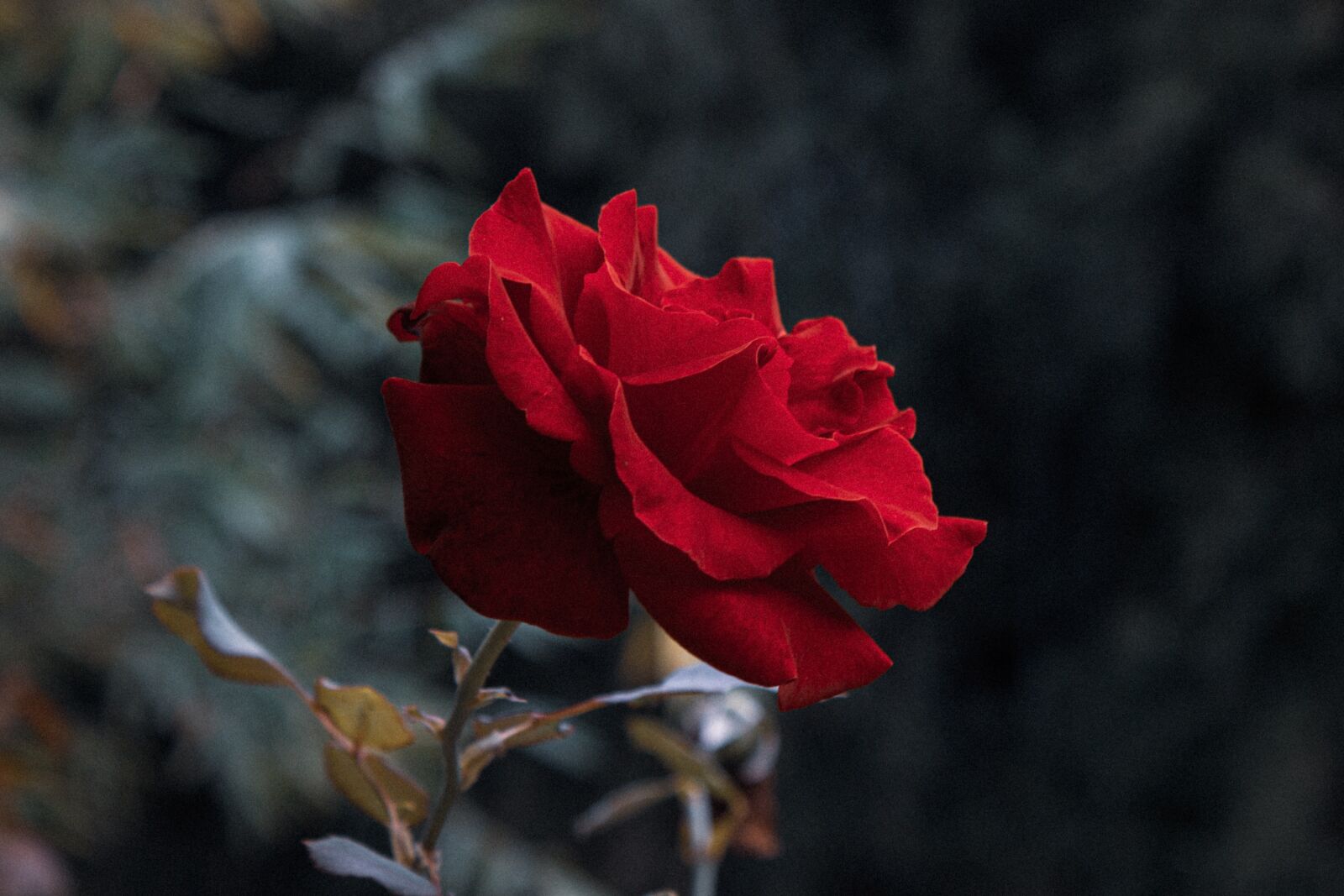 Canon EOS 650D (EOS Rebel T4i / EOS Kiss X6i) sample photo. Rose, beauty flower, garden photography