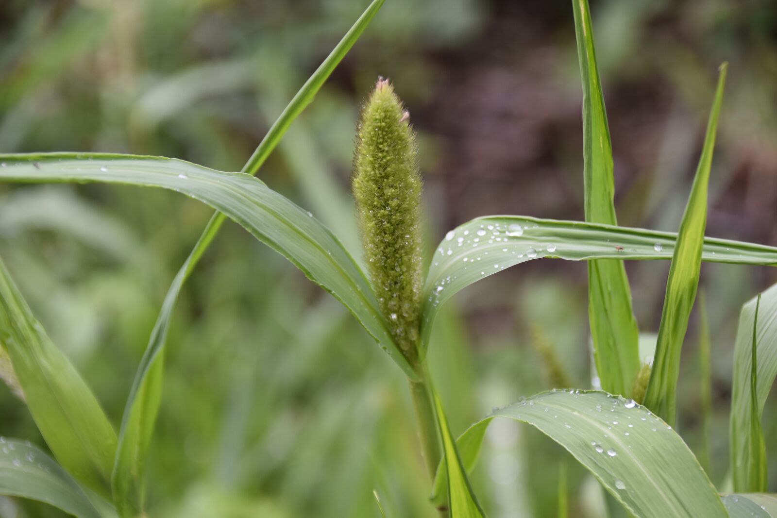 Nikon D5600 sample photo. High grass, green plant photography
