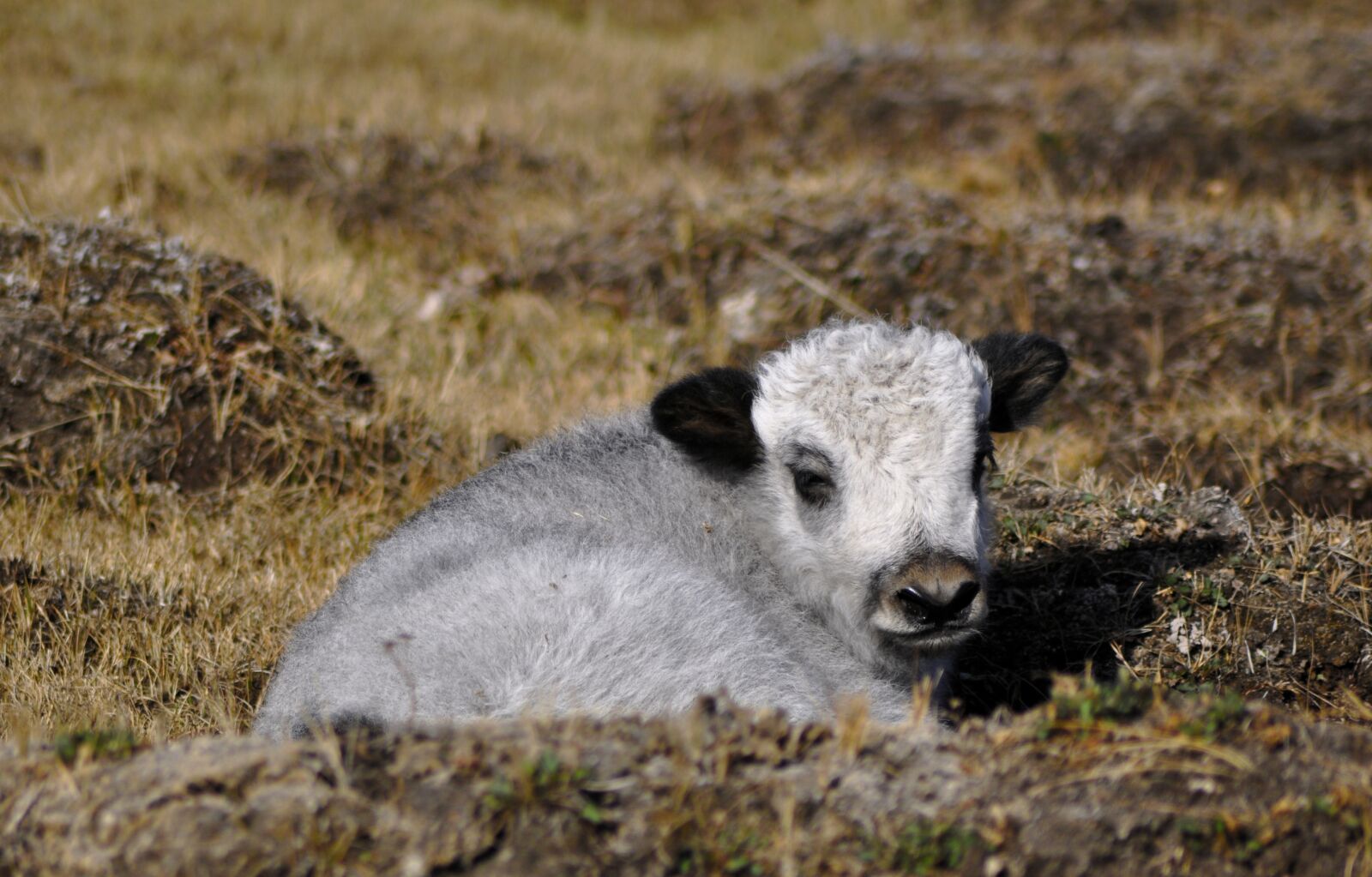 Nikon D90 sample photo. Yak, baby yak, mongolia photography