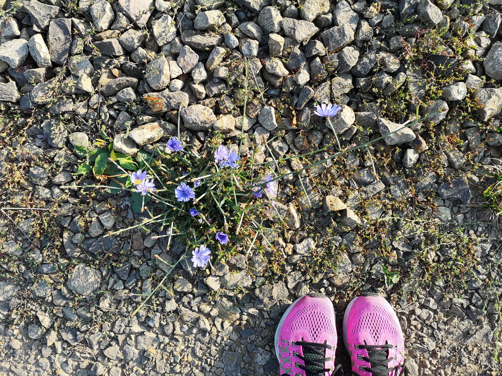 HUAWEI CLT-L09 sample photo. Outdoor, running, sports photography