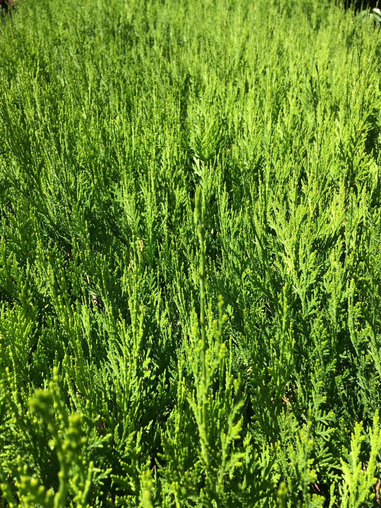 iPhone 5s back camera 4.15mm f/2.2 sample photo. Nature, green, plant photography