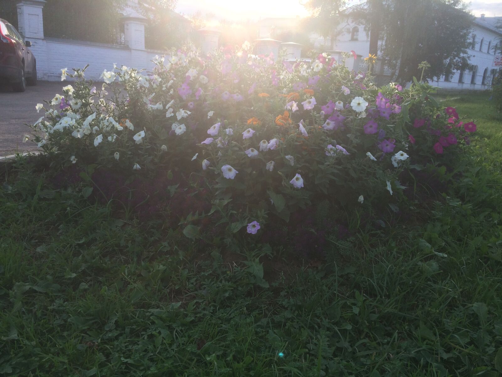 iPhone 5s back camera 4.15mm f/2.2 sample photo. Summer, flowers, the sun's photography
