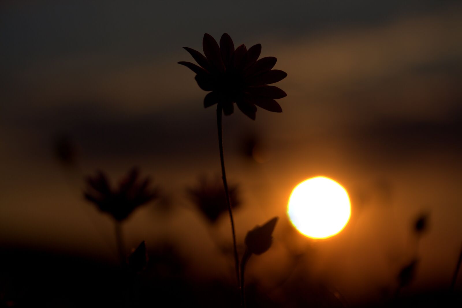 Canon EF-S 60mm F2.8 Macro USM sample photo. Flower, shadows, sunset photography
